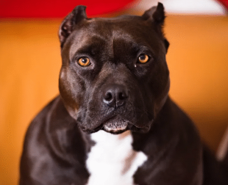 crianca-morre-apos-ser-atacada-por-pit-bull-dentro-de-casa,-em-goias
